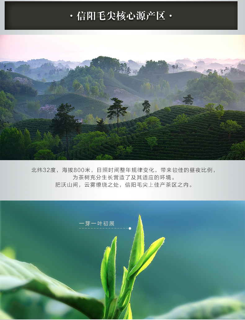 绿茶 毛尖 信阳毛尖 雨前特级2024新茶 春茶 浉河港黄庙生态茶厂