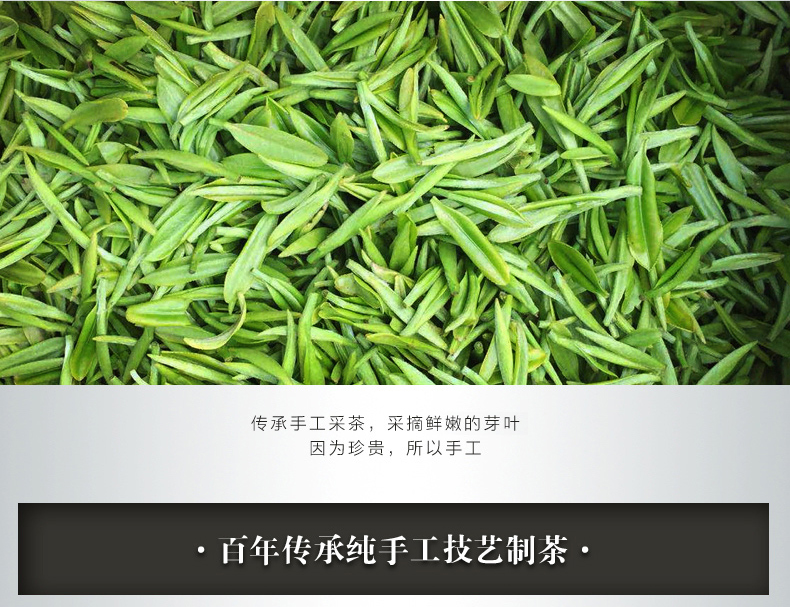 浉河港|2024新茶信阳毛尖【明前特级】绿茶 源头产地茶厂特价