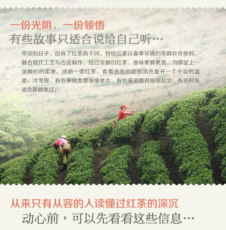 信阳红茶2024新茶珍品大山红茶浉河港茶厂原产地高山茶
