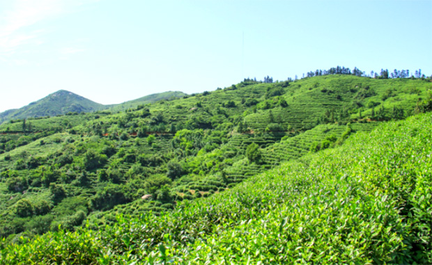 九华山茶