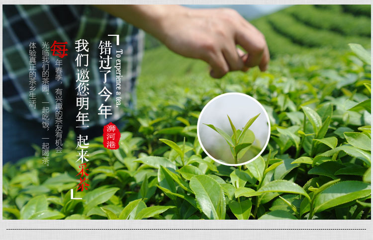 浉河港|2024新茶信阳毛尖【明前特级】绿茶 源头产地茶厂特价
