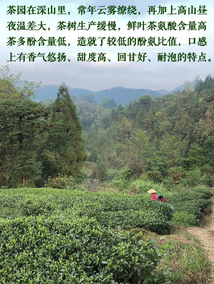 信阳白茶2024春茶 正宗浉河港核心产区白茶 明前二级润灵芽白茶批发