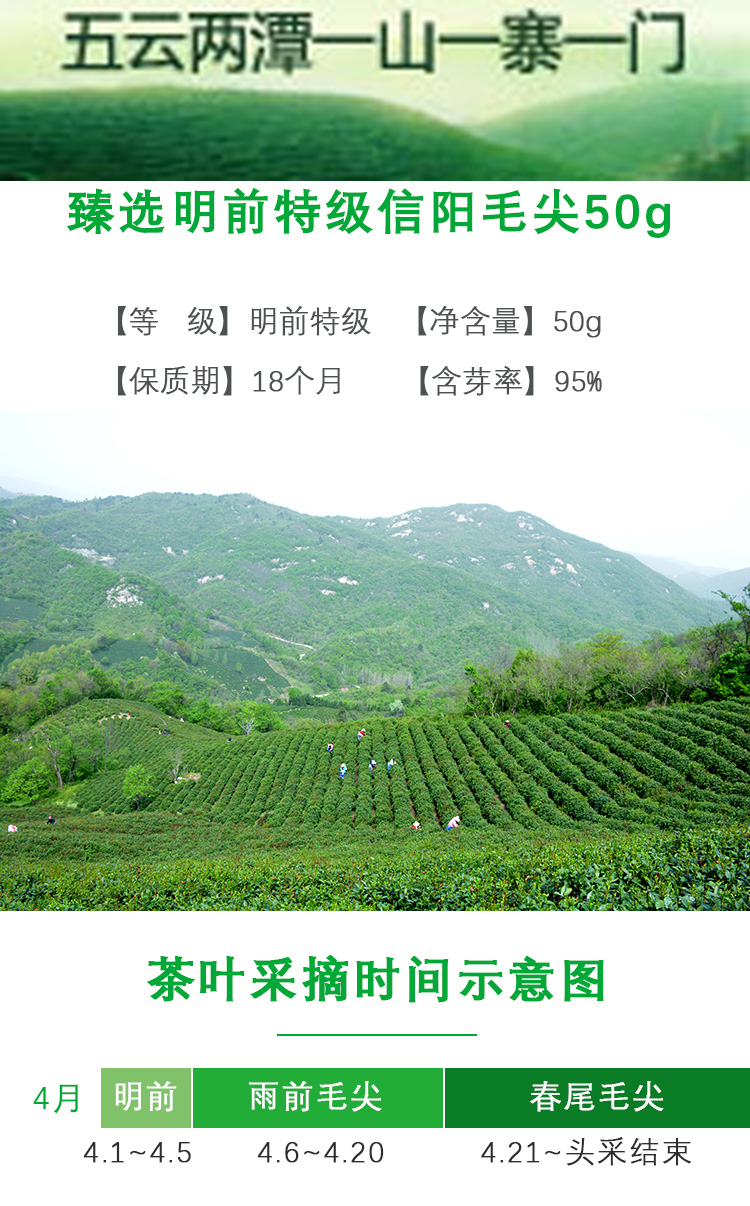 【五云两潭一寨】名山头茶50g明前特级2024新茶绿茶信阳毛尖高山头采