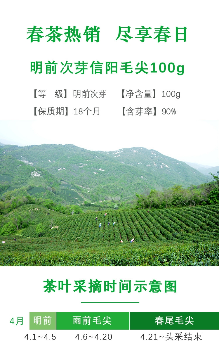 【五云两潭一寨】名山头茶100g明前次芽2024新茶绿茶信阳毛尖高山茶